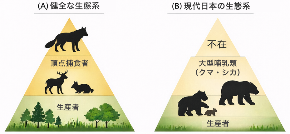 図1．歪んだ生態系ピラミッドの概念図