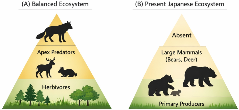 Figure 1. Conceptual trophic pyramid structure