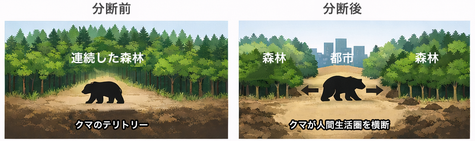 図2．生息地の分断と人間圏への強制的接近