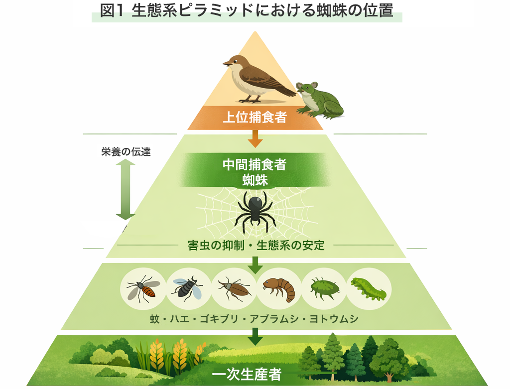 図1 生態系ピラミッドにおける蜘蛛の位置